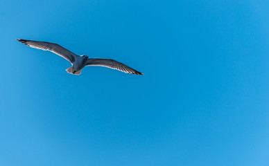 Seagull with Wings Spread Flying in a Clear Blue Sky