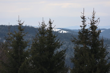 Mountain winter landscape of snowed forest