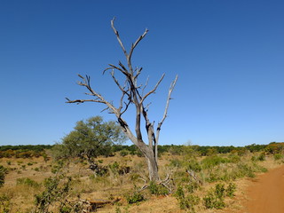 Botswana, Africa, Safari