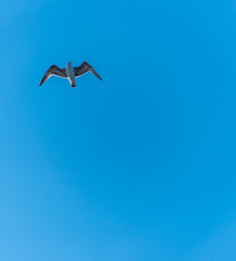 Seagull with Wings Spread Flying in a Clear Blue Sky