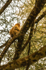 Barbary macaque climbing a tree, in Cedre Gouraud Forest of Morocco
