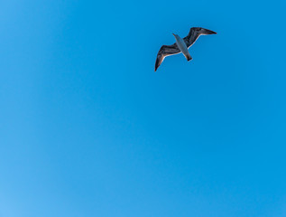 Seagull with Wings Spread Flying in a Clear Blue Sky