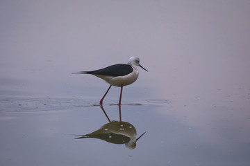Winged stilts in a protected nature reserve