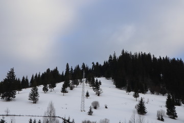 Mountain winter landscape of snowed forest
