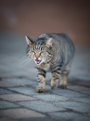 tabby domestic shorthair cat walking over paving stones meowing