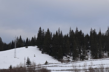 Mountain winter landscape of snowed forest