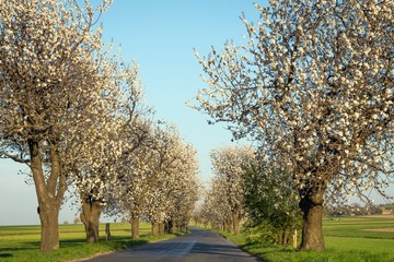 kwitnące czereśnie na Górze św. Anny © Henryk Niestrój