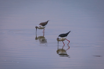 Winged stilts in a protected nature reserve