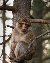 Barbary macaque resting on a tree branch, in Cedre Gouraud Forest of Morocco