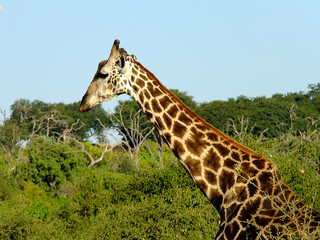 Botswana, Africa, Safari