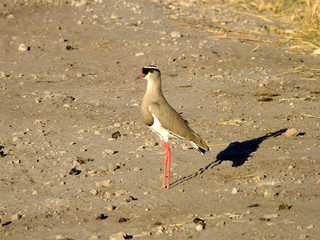 Botswana, Africa, Safari