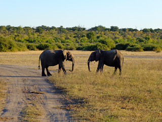 Naklejka na ściany i meble Botswana, Africa, Safari