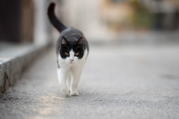 black and white domestic shorthair cat with notched ear walking towards camera on the street