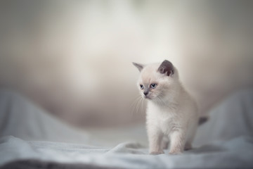 Fototapeta na wymiar cream colored british shorthair kitten standing on a blanket looking to the side
