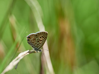 Butterfly Lang's Short-tailed Blue in the morning, near the town of Almansa, Spain