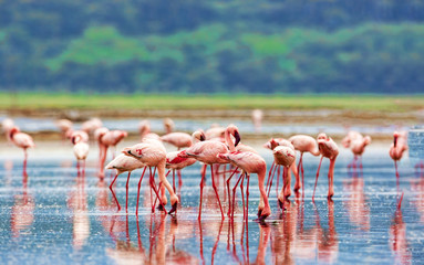 A variety of pink flamingos, Kenya national park. - obrazy, fototapety, plakaty