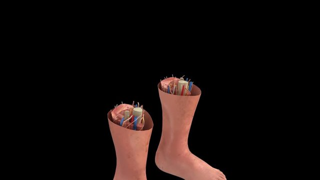 animaci&oacute;n de Vivisecci&oacute;n del cuerpo humano, con &oacute;rganos, sistemas y aparatos