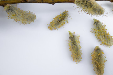 willow branches with yellow buds on a white background, copy space to the left for your text.