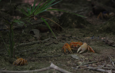 crab