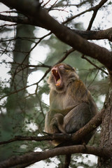 Barbary macaque yawning on a tree branch, in Cedre Gouraud Forest of Morocco