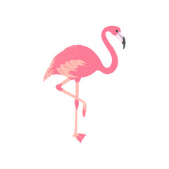Pink flamingo. Isolated exotic bird. Tropic animal. Summer illustration