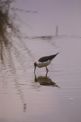 Winged stilts in a protected nature reserve