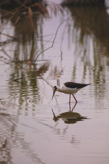 Winged stilts in a protected nature reserve