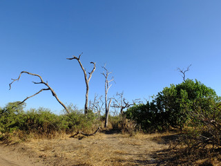 Botswana, Africa, Safari