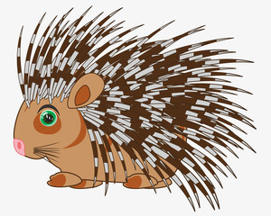 Animal porcupine on white background is insulated