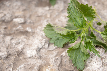 Fresh nettle on a stone, gray background. A branch of green nettle.