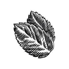 Mint. Hand drawn engraving style vector illustration.