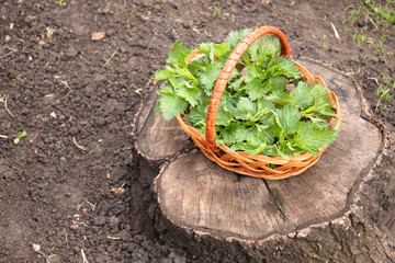 On the stump is a basket with green leaves of nettle.