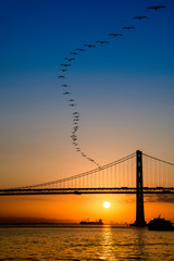 Obraz premium Pelicans at Sunrise