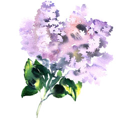Beautiful lilac branch, bouquet of flowers, spring blossoming flower, Syringa vulgaris, isolated, hand drawn watercolor illustration on white background