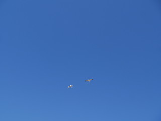 in the sky the two gulls flying. Day-bright blue sky without clouds.lettering and lettering space