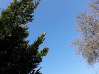 tips of trees and needles against a blue sky