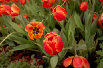 Orange tulips bloom in the garden on blur nature background.