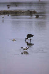 Glossy ibis in a protected natural reserve