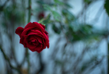 Lovely & Sad Rose