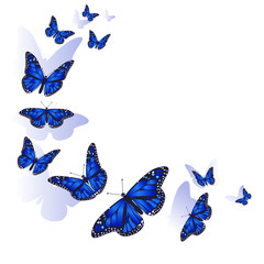 Element of design. Frame made of butterflies. Blue butterflies on a white background. vector image