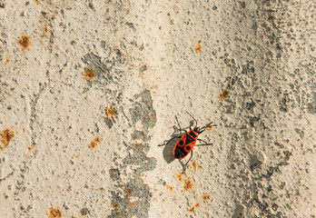Firebugs( Pyrrhocoris apterus) on metal rusty background
