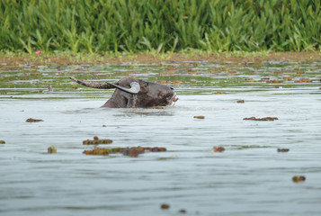 Buffalo eating plants in the water