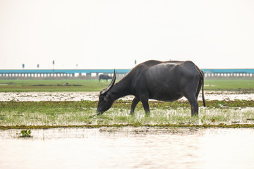 Buffalo eating plants in the water