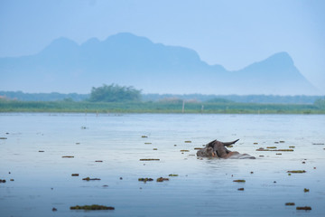 Buffalo eating plants in the water