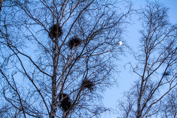 crow's nests on birches at sunset and moon
