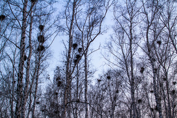 crow's nests on birches at sunset and moon
