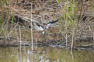 Winged stilts in a protected nature reserve