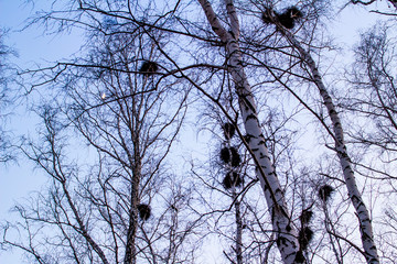 crow's nests on birches at sunset and moon