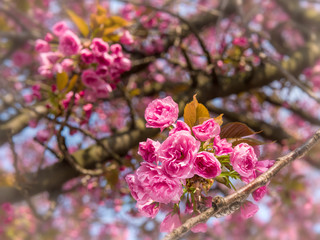 Pink Japanese cherry-tree blossom. Sakura.