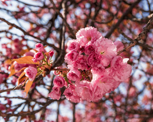 Pink Japanese cherry-tree blossom. Sakura.
